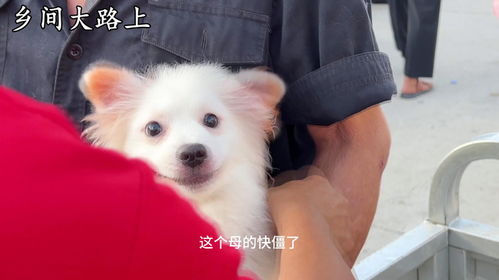 宠物狗老是抓伤人怎么办