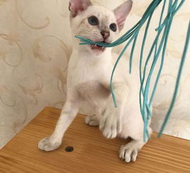 宠物狗活货幼猫怎么办