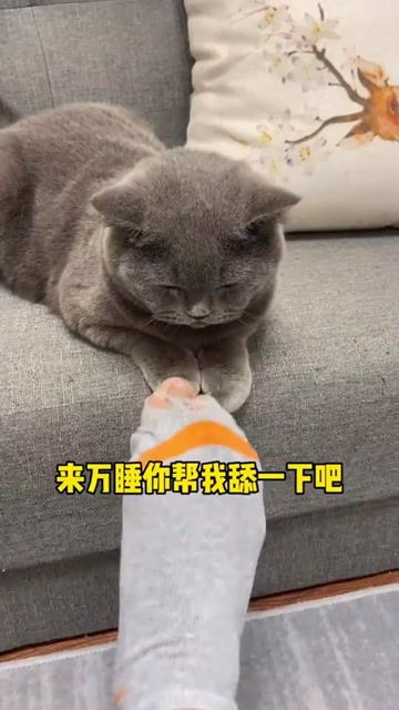 怎么样驯服一个猫宠物狗