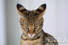 宠物猫是怎么杂交的