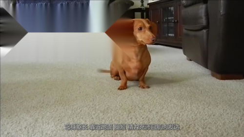 新入手的宠物狗怎么养好