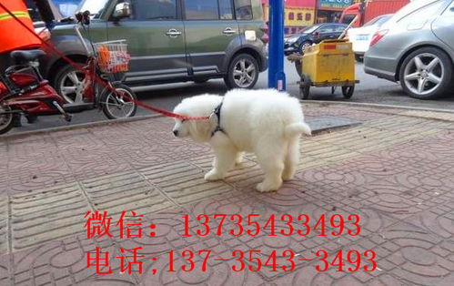 宠物狗蒙古草原怎么养的
