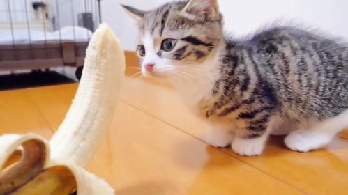 宠物猫怎么吃香蕉的