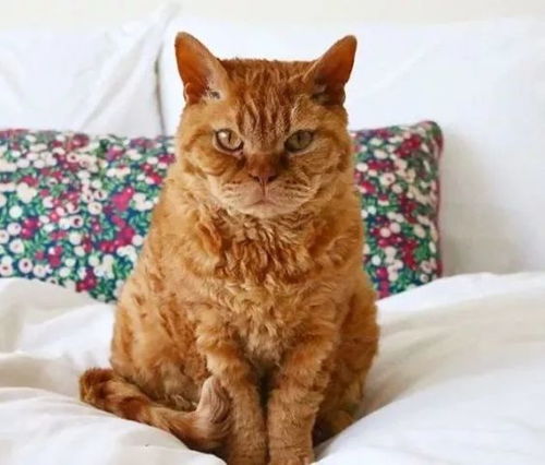 宠物猫怎么变得凶狠
