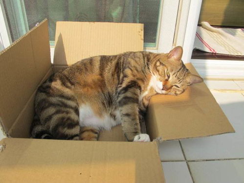 宠物猫藏猫猫窝怎么办啊