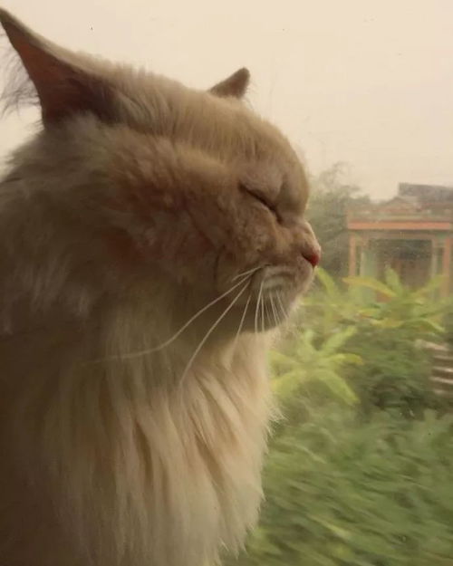 宠物猫坐车怎么坐的