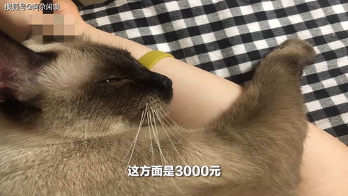 宠物猫弄丢了怎么赔偿
