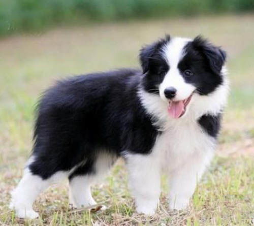 牧羊犬一般多少钱