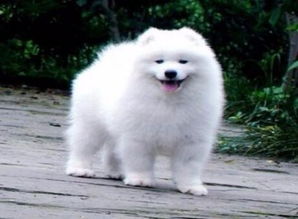 宠物狗萨摩日常怎么养好