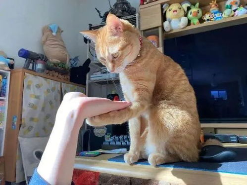 怎么可以教宠物猫握手