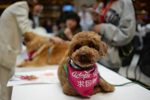 宠物狗的绳子要怎么弄