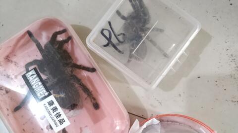 宠物猫怎么发物流