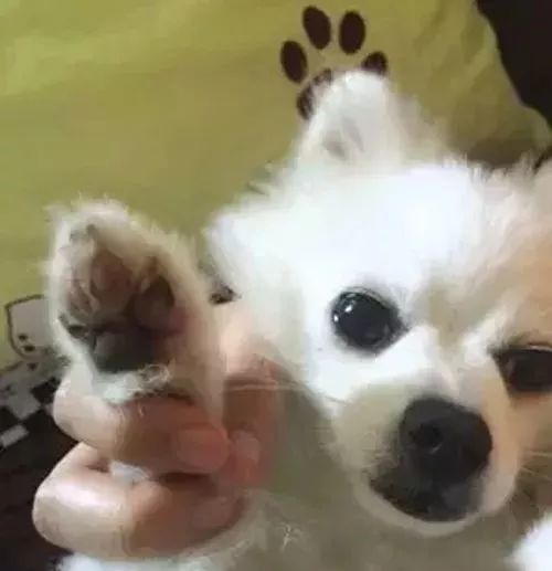 被宠物狗的爪挠了怎么办