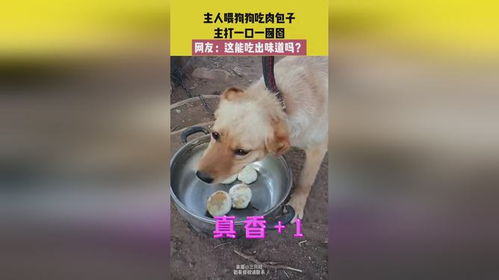 怎么给宠物狗喂肉吃呢