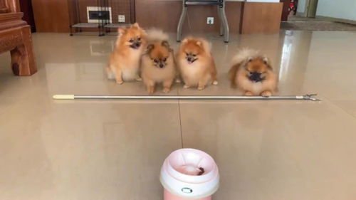 宠物狗测名字怎么测的呢