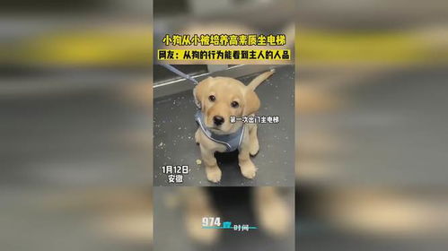 宠物狗是怎么培养出来