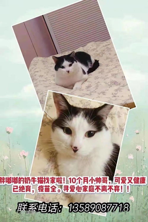 宠物猫怎么发领养信息