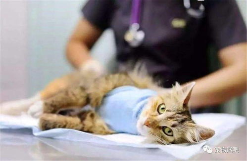 宠物猫绝育怎么处理的