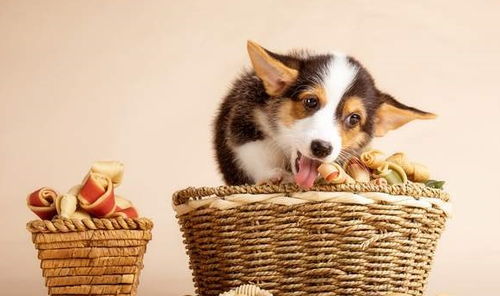 柯基犬一天吃多少