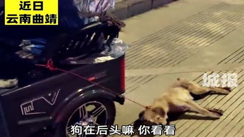 宠物狗掉下去了怎么办啊