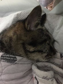 宠物猫脚骨折了怎么办啊