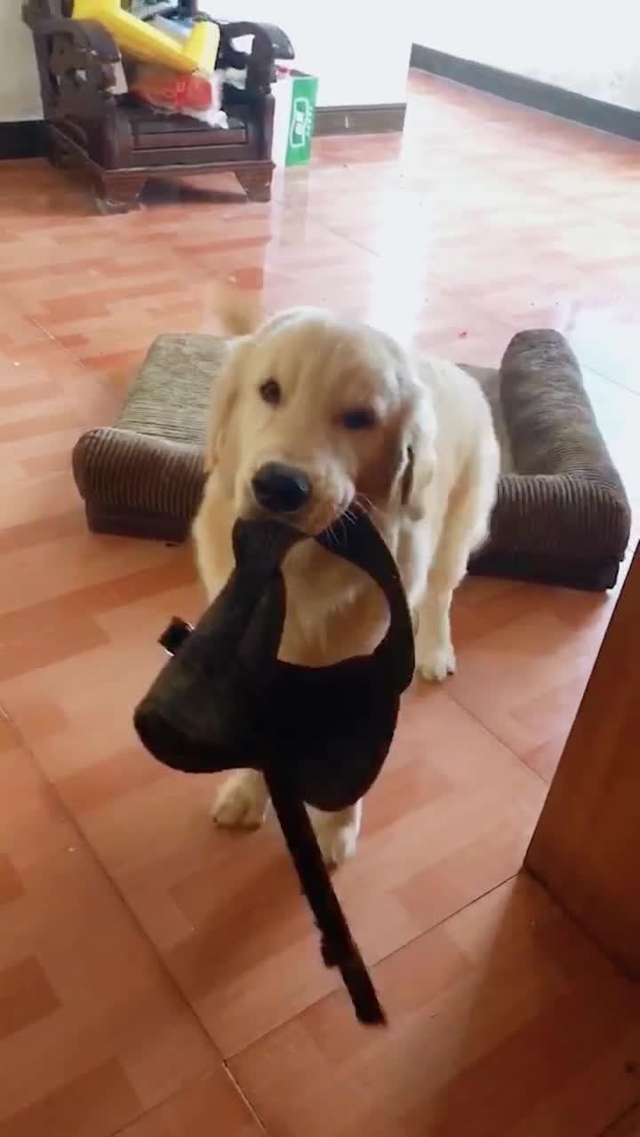 宠物狗想出去玩怎么办