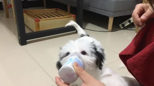 小狗吃酸奶吃多少