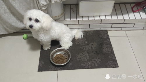 给宠物狗立规矩怎么说好听
