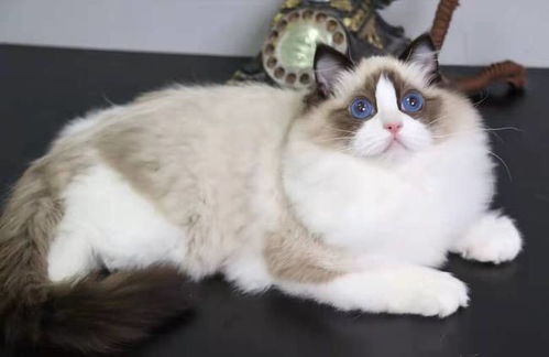 怎么阻止家里养宠物猫