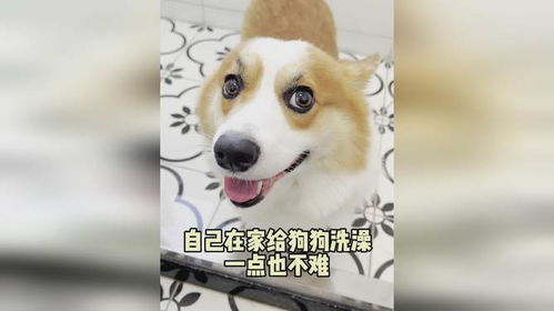 宠物狗在家不出门怎么办