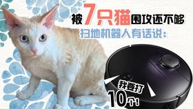 宠物猫怎么测智商