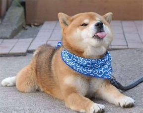 养好多宠物狗怎么办啊