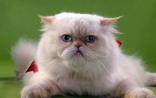 宠物猫健康证怎么办理的