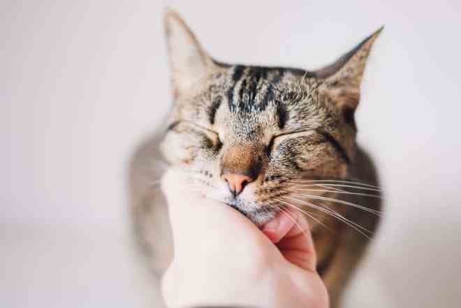 宠物猫都喜欢叫唤吗怎么回事