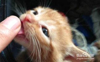 宠物猫衣服防舔怎么办啊