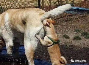 宠物狗放的屁臭怎么办