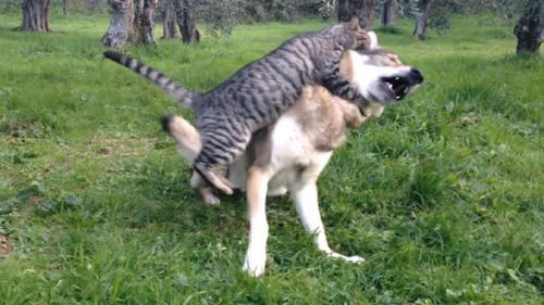 狼袭击宠物猫会怎么样呢