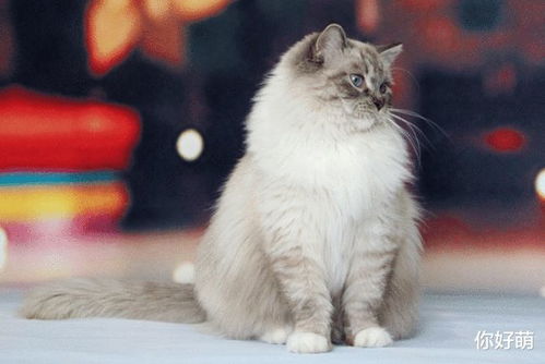 宠物猫怎么选性格