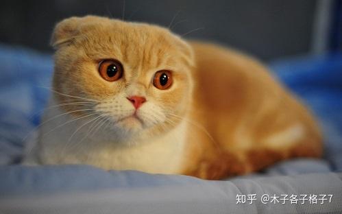宠物狗猫尿血是怎么回事