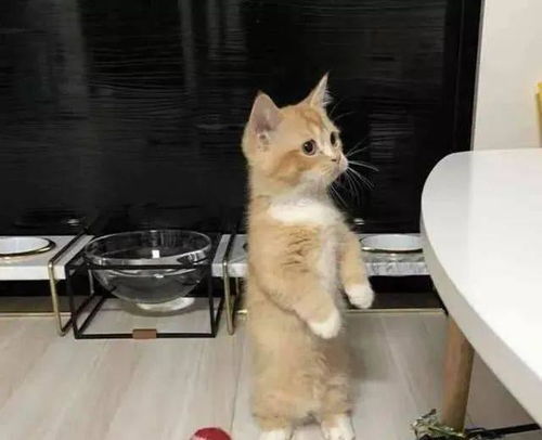 养猫一个月多少钱