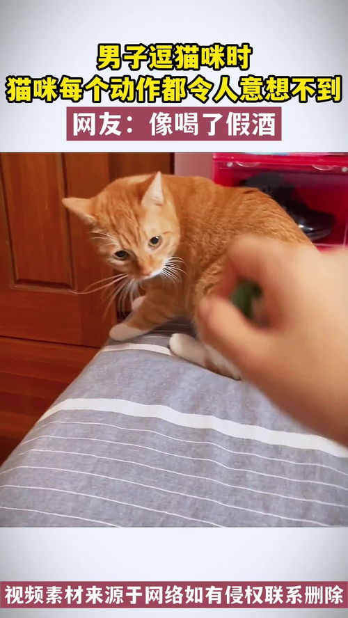 男生怎么逗宠物猫