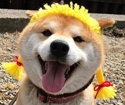 宠物狗总是围着转圈怎么办