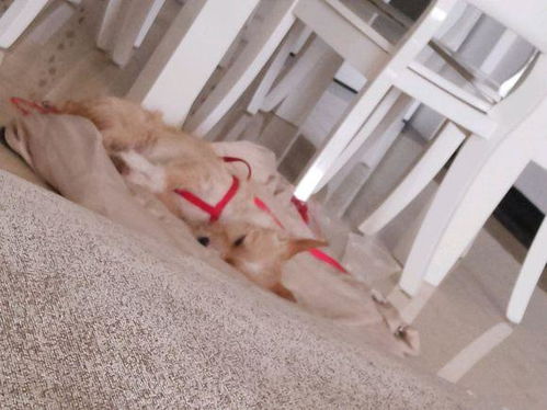 宠物狗味道好臭怎么回事