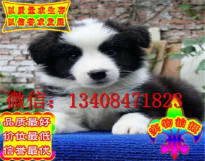 宠物狗笼边牧怎么养好看
