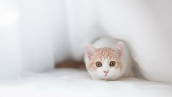 宠物猫拜耳怎么用