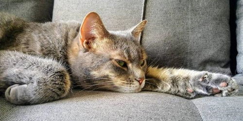 宠物猫在家拉尿怎么处理