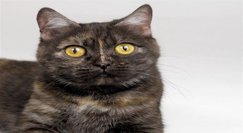 宠物猫怎么才能洗干净