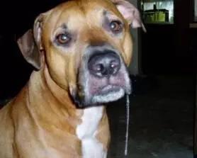 宠物狗得狂犬病怎么检测