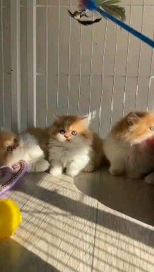 曼基康猫多少钱一只