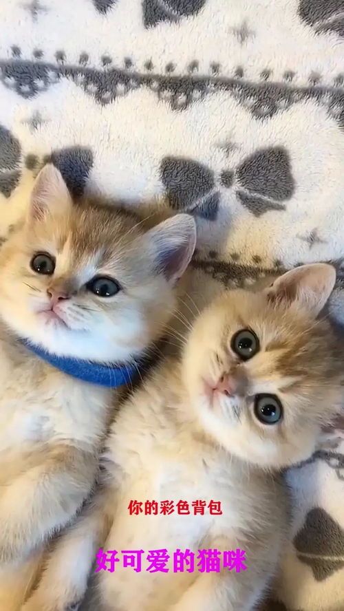 怎么养宝宝宠物猫